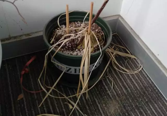 幾月的雞是爛雞，春天出生的雞好不好