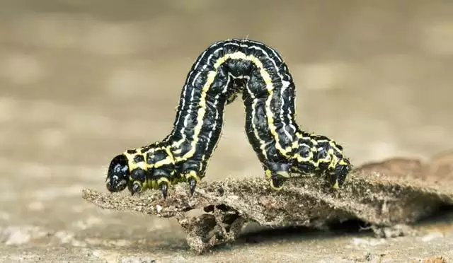 蛇和龍在一起對誰不利，龍和蛇不能生什麼寶寶