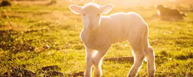 7年屬兔白羊座運勢，2022