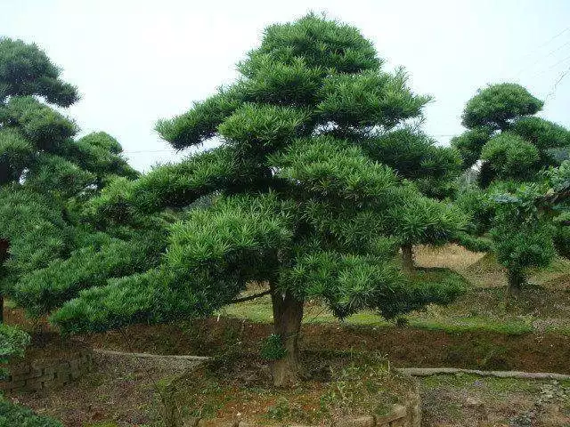 2、院子里種什麼樹風水好又旺財:家裡種什麼植物風水好又旺財陽台