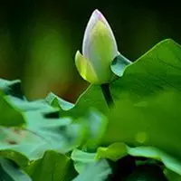 2、風水上**的微信頭像有哪些:微信頭像哪個風水**