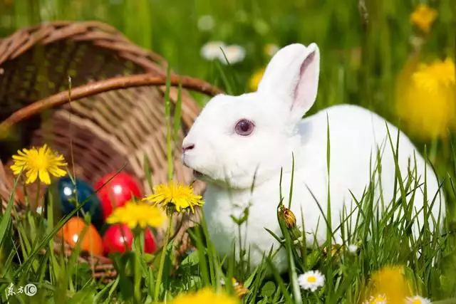 987年屬兔桃花運勢,1987屬兔2022