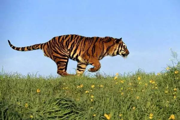 962年屬虎人2022年運勢,1962年屬虎男2022婚姻如何"