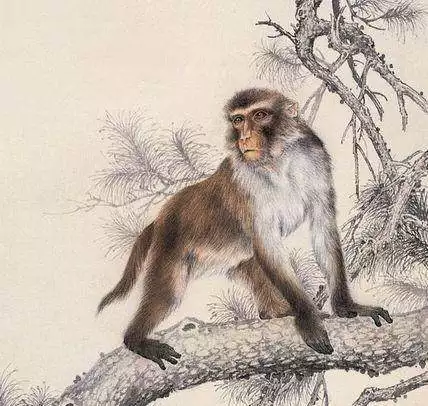 4、属猴的人年6月运势:年属猴人的运程
