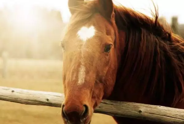 属马的过了31岁会富贵吗，1990属马三劫难