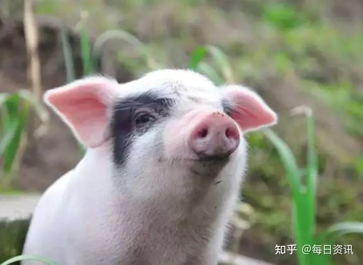 1、年属猪的感情运势:71年属猪年运势及运程每月运程