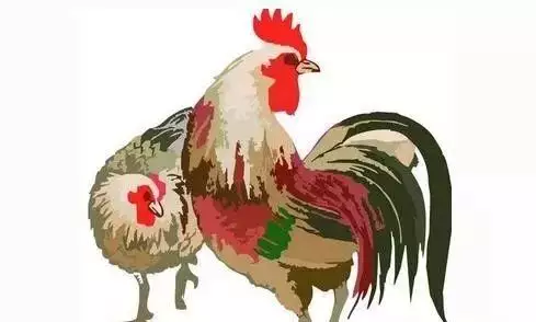 3、属鸡的命中贵人属相是什么生肖:属鸡人命中注定的另一半