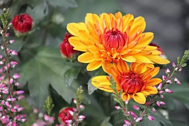 022年正緣桃花生肖，生肖豬在2022年桃花"