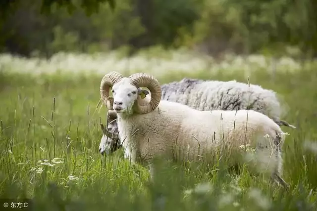屬羊的今年能找到對象嗎,屬羊如何遇到正緣