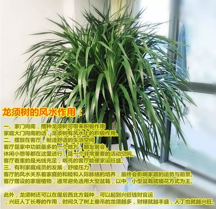 3、龍血樹風水擺放三不要:龍血樹怎麼擺放好