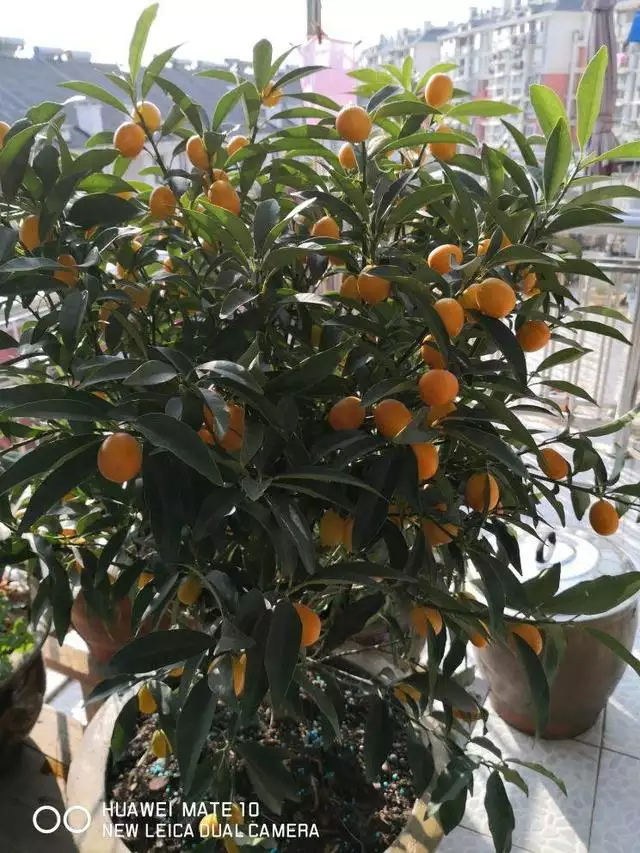 屬豬的人養什麼花旺財，屬豬女人的招財花圖片
