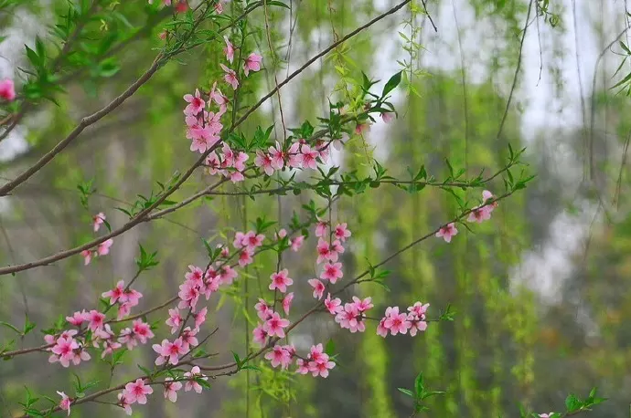 4、桃花的寓意和象徵:桃花的含義和代表什麼