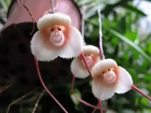 註定短命的出生日期，屬兔的出生年份
