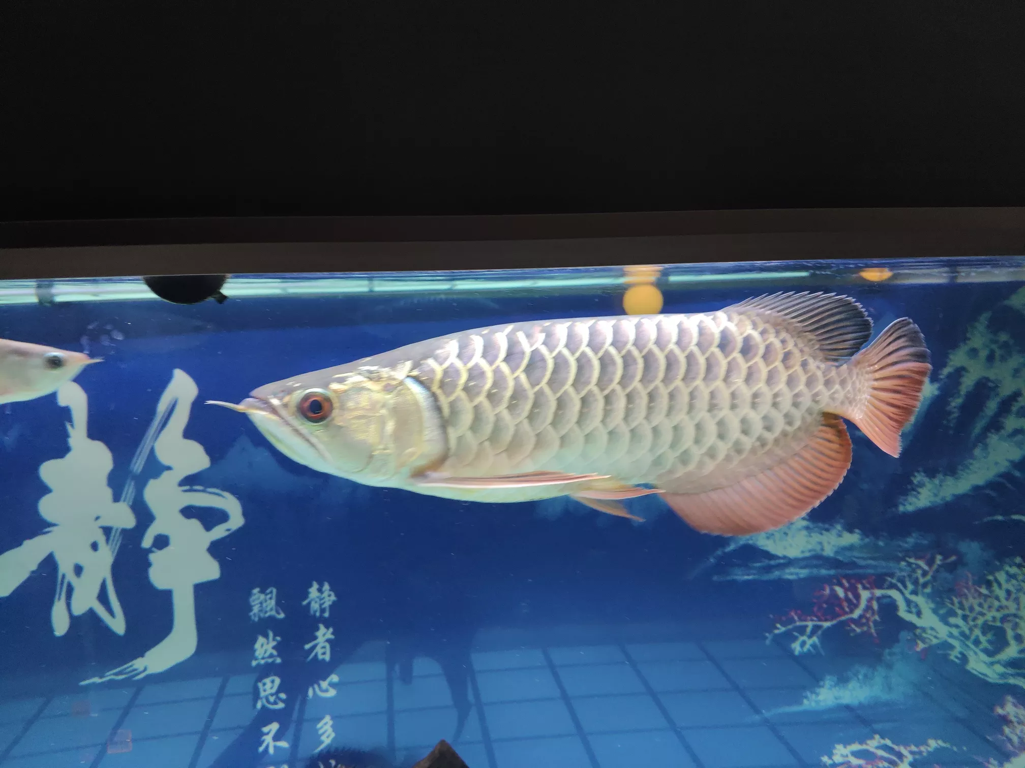 2、龍虎婚配好嗎:龍虎可以配婚嗎？