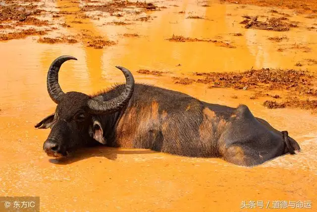 3、年癸丑牛运势:年属牛是什么命