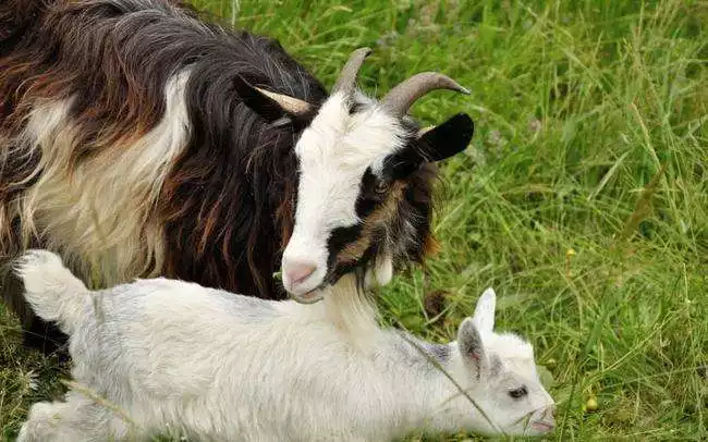 屬羊的都是哪些年出生的,屬羊人2022 年全年運勢