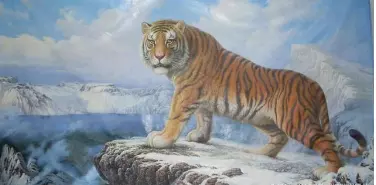 3、屬虎人最苦命出生時辰:屬虎的幾點出生**命