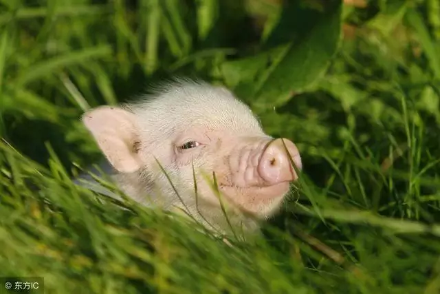 1年屬豬人今天財運如何，71年屬豬50歲有一災"