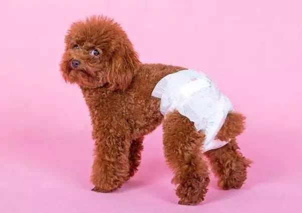 羊的一生有三坎,屬羊今年有個坎