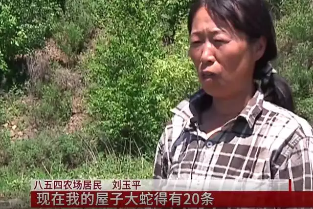 鼠和蛇父子好不好,蛇爸生鼠寶寶好不好