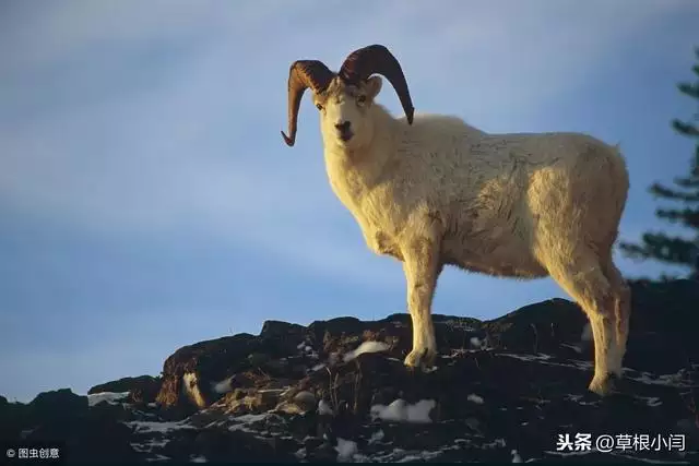 俗話說十羊九不全是值幾月的羊，一頭羊值多少錢