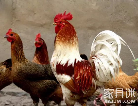 4、年屬雞人最難熬年齡:年屬雞的人，男，命運最不好的年份