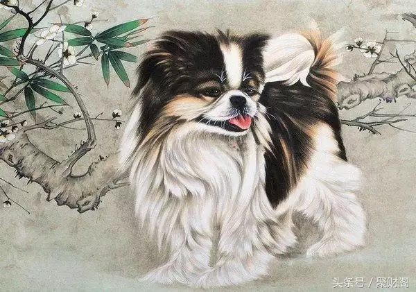屬狗多大年齡了和什麼屬相范沖，屬羊的今年多大了