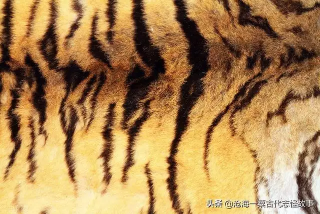 986年虎女一生婚姻状况，86年女苦命虎婚姻"