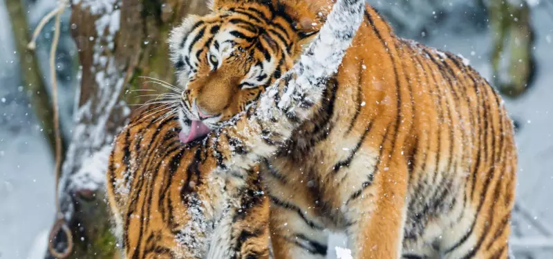 2、虎猴一家不贵必富:虎猴一家不贵必富是什么意思