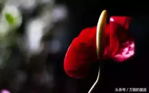 属虎女今年的桃花运，74年虎女2022 年桃花运