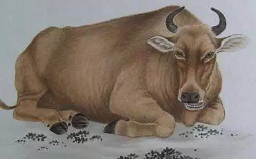 3年的屬牛男是什麼樣的命運，1973年屬牛男2022