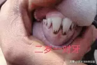 羊6個牙是幾歲，羊多長時間扎牙