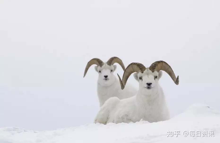 屬羊2022年的財運，屬羊人未來十年運勢預測