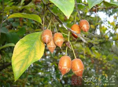 1、古法制香香:熏香