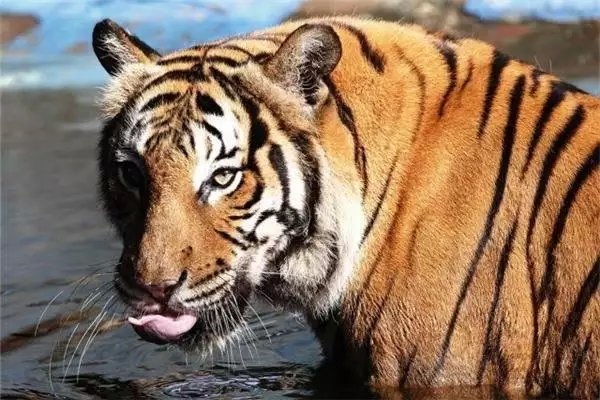 8年属虎男适合佩戴什么，1988年属龙的人是什么命"