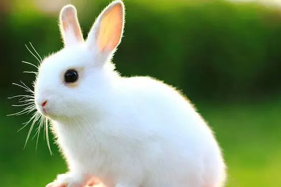 5、87属兔二次婚姻在几岁:87属兔二次婚姻在几岁?