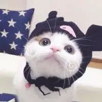 抱猫情侣头像