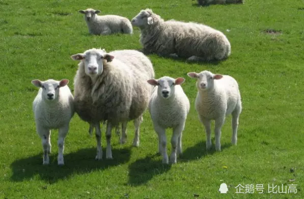 2、67年的羊婚配属相:61年属牛的和67年属羊的婚配如何？