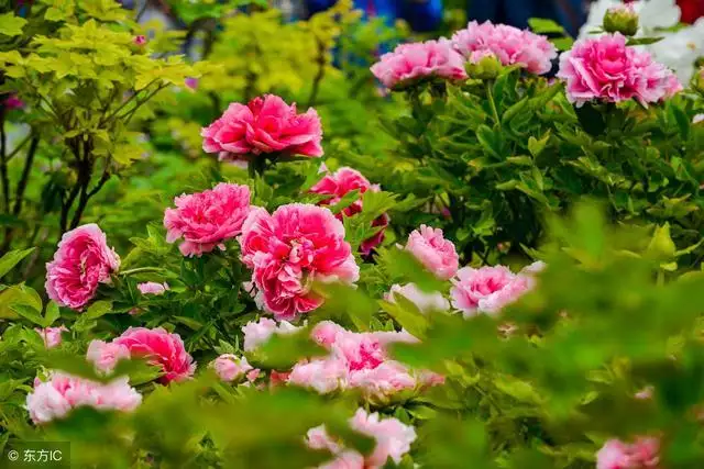 属牛几月生是一等命，三月生人为八败是什么意思