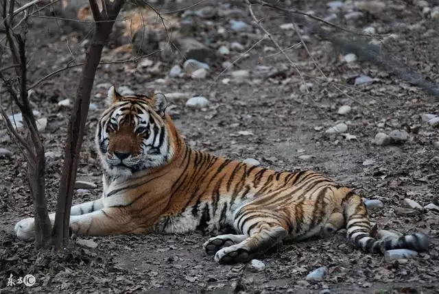 6年属虎的三大劫难女,86年虎女一生大劫年"
