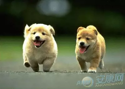 2、年属狗人运势:看看今年运势，属狗
