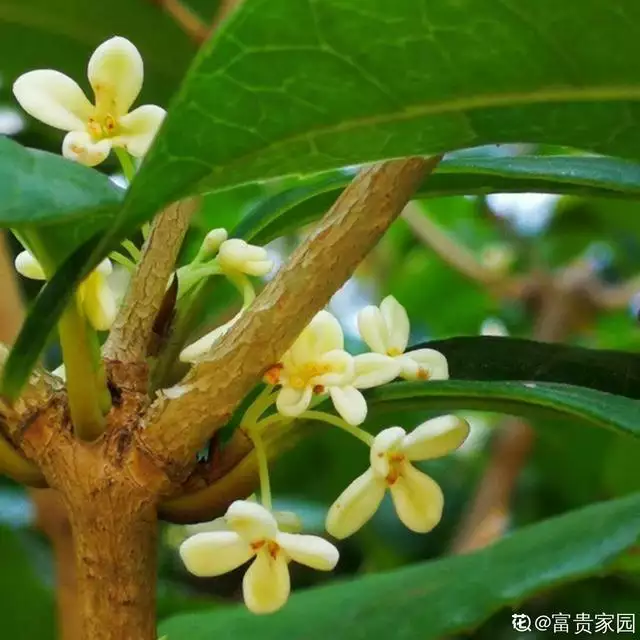寓意吉祥好兆頭的圖片，象徵富貴吉祥的圖片