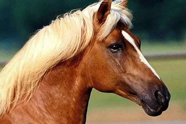 4、78年属马42岁以后财运:78年属马女年财运