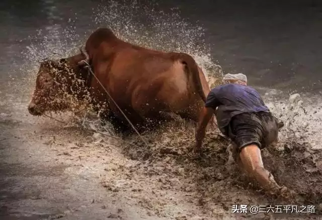 寅辰年是哪一年属什么 寅辰年是哪一年属什么