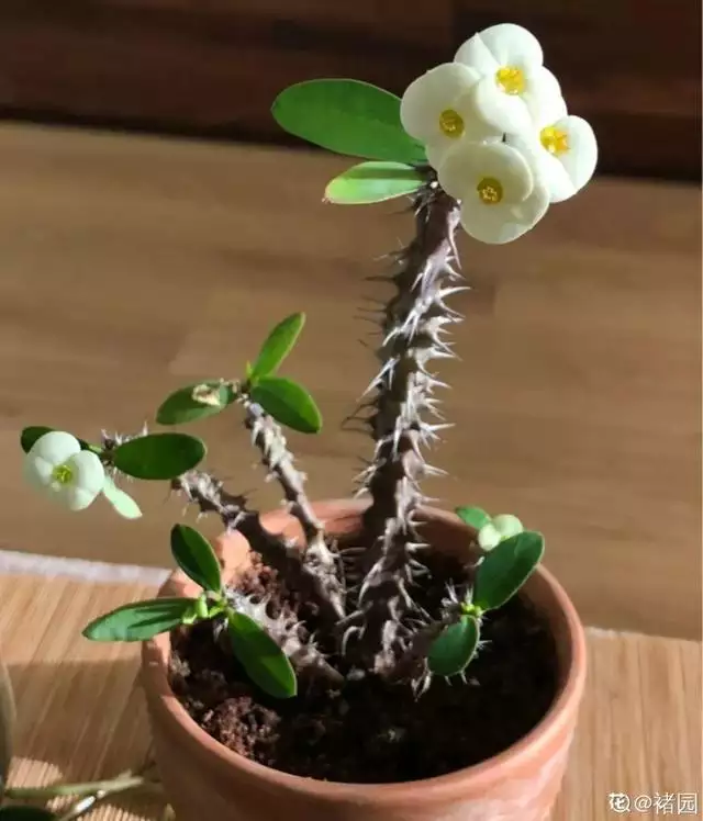998屬虎最忌幾月出生，1998年屬虎人一生命運"