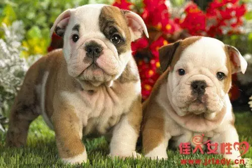 2、94年屬狗女一生有幾次婚姻:94年屬狗人註定的婚姻？