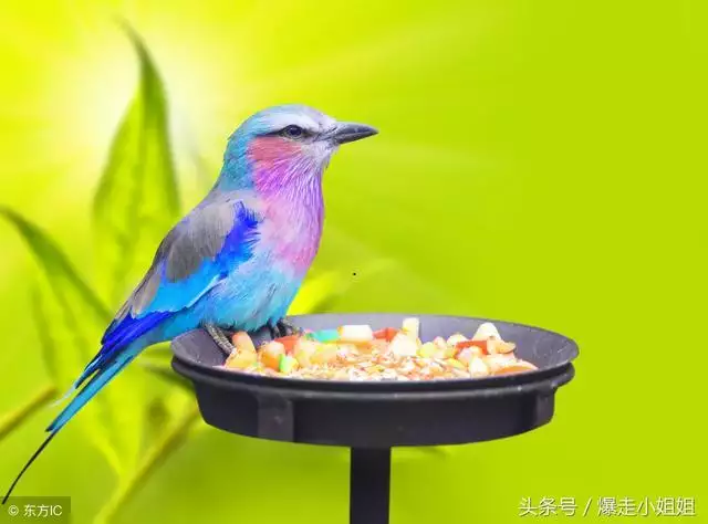 980猴的大运之年，属猴40岁后有十年大运"