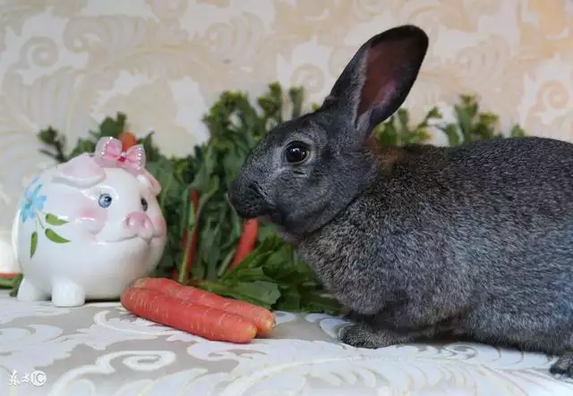 987年屬兔桃花運勢,1987屬兔2022