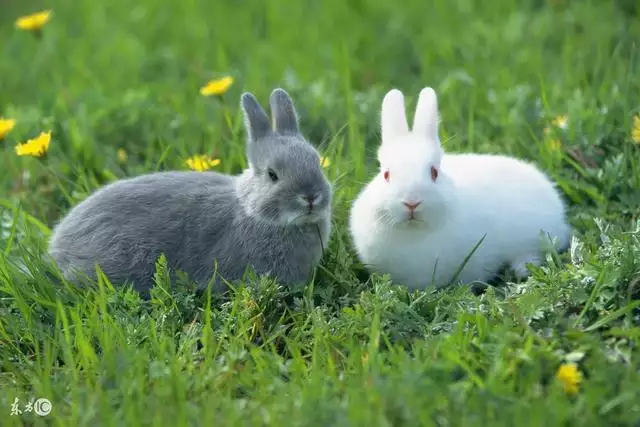 987年屬兔桃花運勢,1987屬兔2022