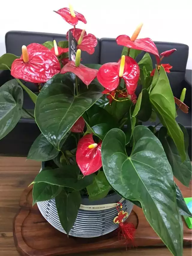 屬豬的人養什麼花旺財，屬豬女人的招財花圖片
